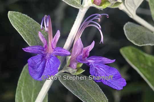 salvia leucantha graphic